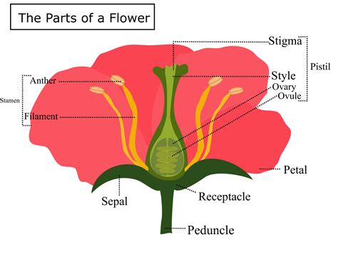 Flower Morphology Diagram | Best Flower Site