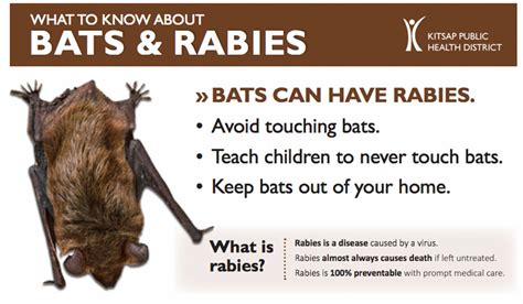 Kitsap resident takes proper steps after encountering bat with rabies ...