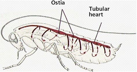 Insect Circulatory System Animation