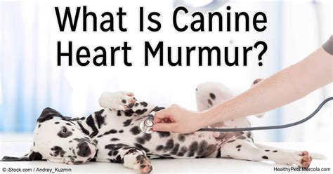 What Is Canine Heart Murmur?