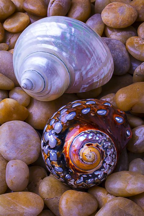 Sea Snail Shells Photograph by Garry Gay