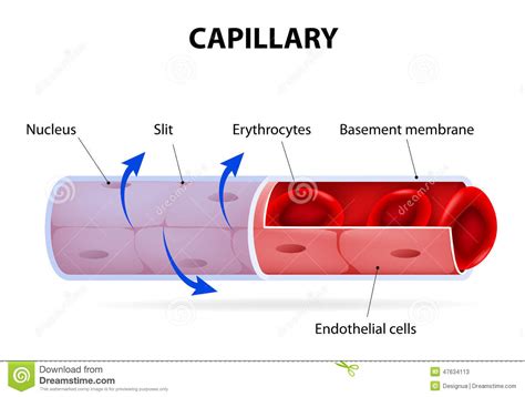 Capillaries clipart 20 free Cliparts | Download images on Clipground 2024