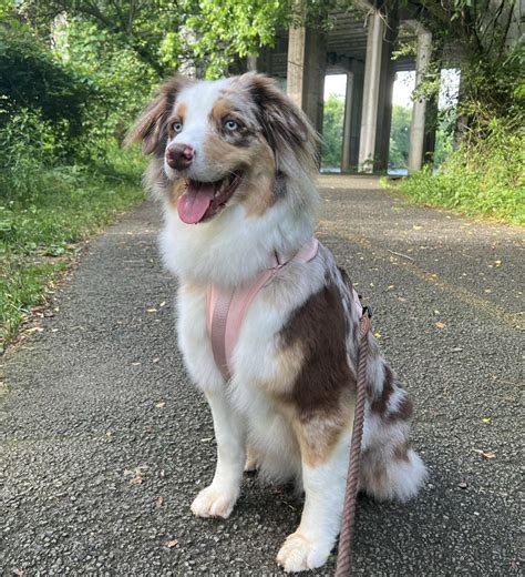 Red Merle Australian Shepherd: Info, Facts, Pictures & More!