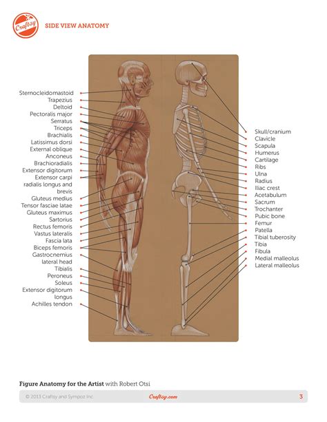 Basic Human Anatomy | The Book - Roberto Osti's Web Site