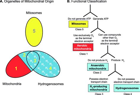 Organelles of mitochondrial origin. (A) The mitochondrial family of ...