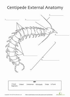 Centipede Anatomy | Worksheet | Education.com