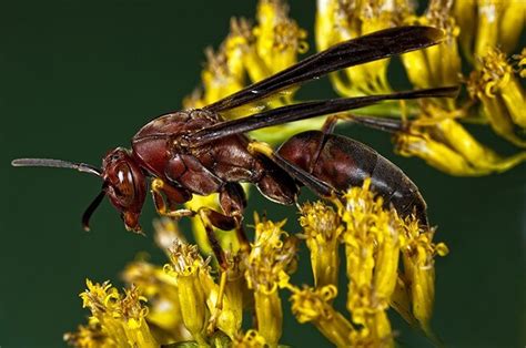 Wasp vs Hornet: Learn the Difference Between Wasps & Hornets