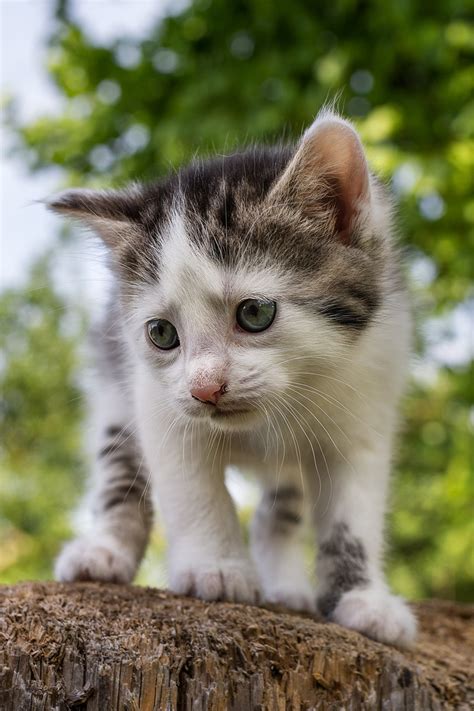 Kittens vs Puppies Photo Contest Winners - VIEWBUG.com