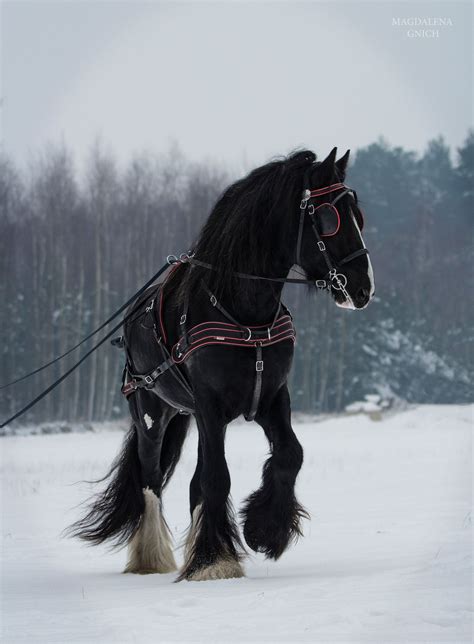 Shire - null | Horses, Clydesdale horses, Horse breeds