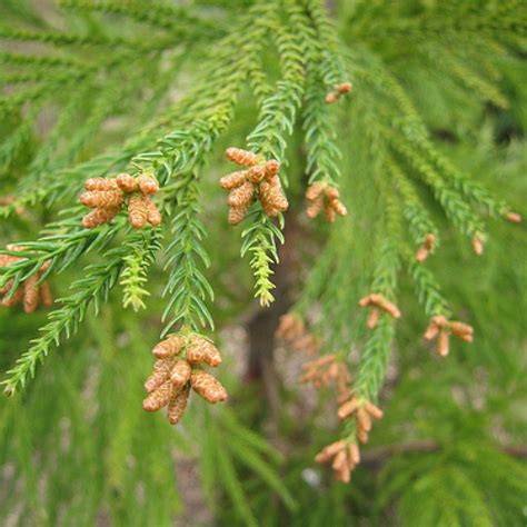 JAPANESE CEDAR Cryptomeria Japonica - 50 SEEDS