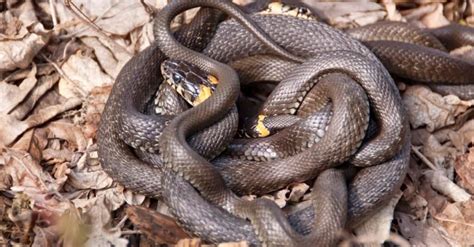 How Do Snakes Mate? - A-Z Animals