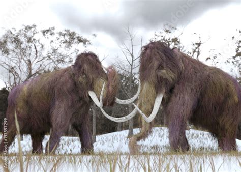 Woolly Mammoth Clones - A 3-D illustration of two cloned Woolly ...