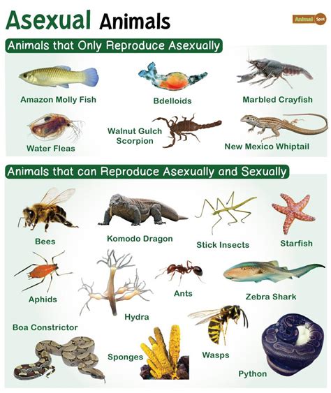 Asexual Reproduction In Animals