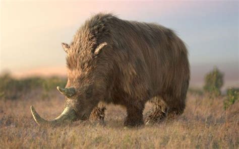 Woolly Rhino - Ice Age Giants | Stone age animals, Prehistoric animals ...