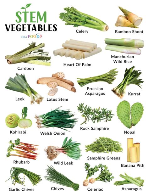 Types of Stem Vegetables - List With Pictures