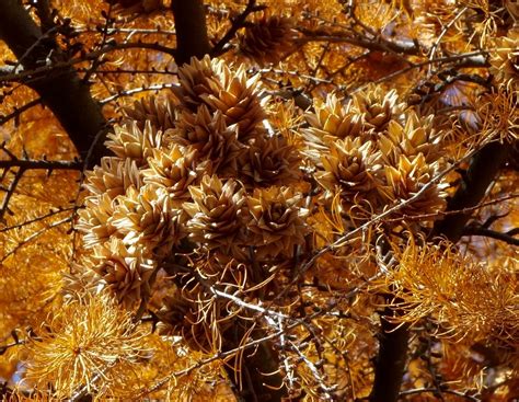 Golden Larch - Arnold Arboretum | Arnold Arboretum