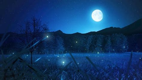 Do Fireflies Sleep At Night? All Answers - Musicbykatie.com