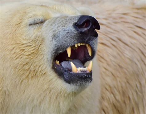 Polar Bear Teeth: Everything You Need To Know - A-Z Animals