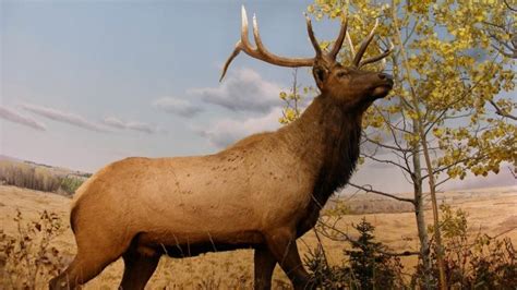 Elk Weight: Species, Life Stages & Gender Differences