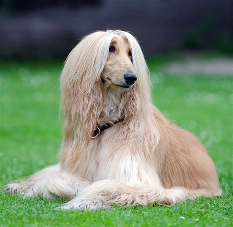 A Guide to Afghan Hound: Unveiling the Elegance and Majesty - All Big ...