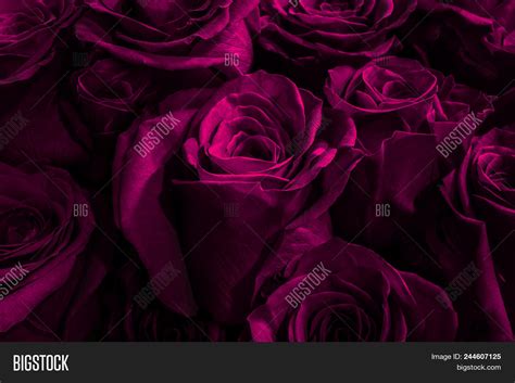 Lilac, Purple Roses Image & Photo (Free Trial) | Bigstock