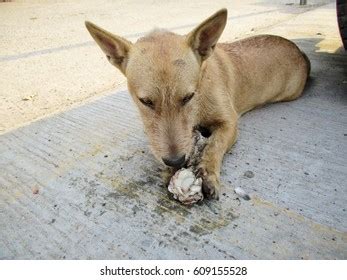 Dog Eating Bone Stock Photo 609155528 | Shutterstock