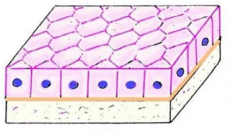 Simple Cuboidal Epithelium Function, Epithelial Tissue Structure ...