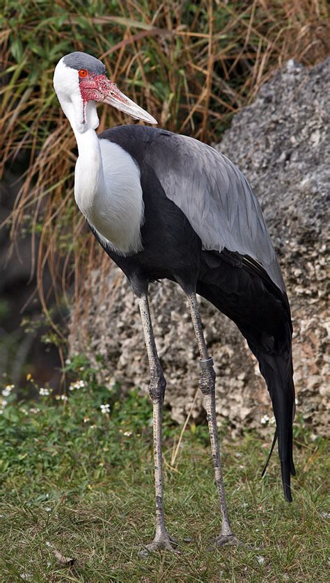 Wattled crane - Wikiwand