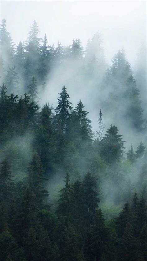 Foggy Forest Wallpaper Discover more Fog Forest, Foggy Forest, Forest ...