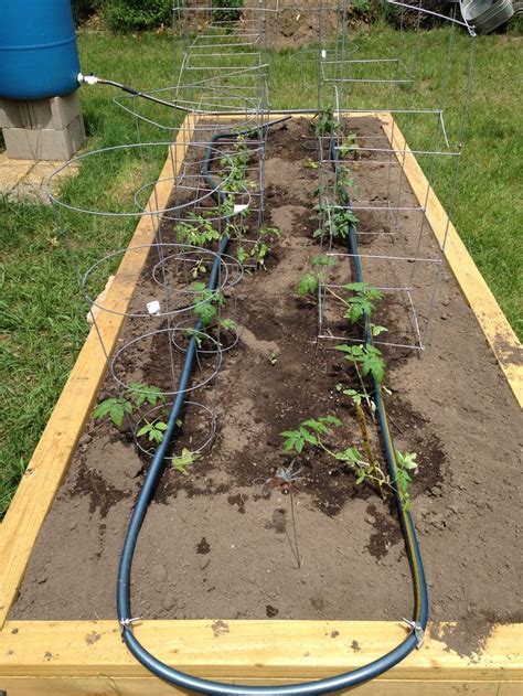 Custom drip irrigation for my lovely raised bed. | Vegetable garden ...