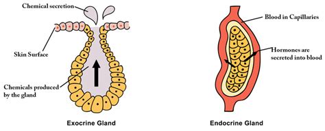 Endocrine Gland Vs Exocrine Gland