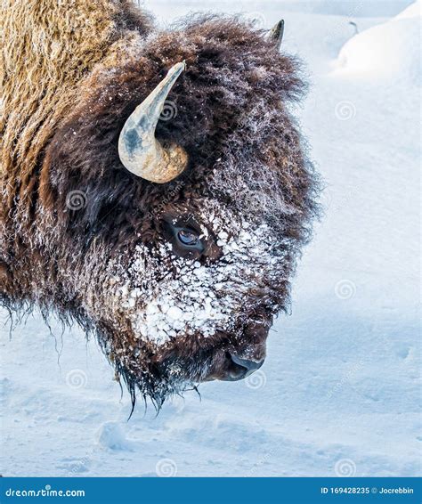 Close Up of American Buffalo or Bison Grazing in Winter Stock Image ...