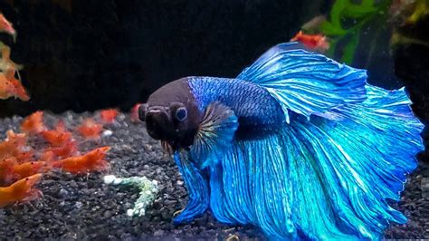 7 Most Popular Betta Tank Mates You Need to Try - YouTube