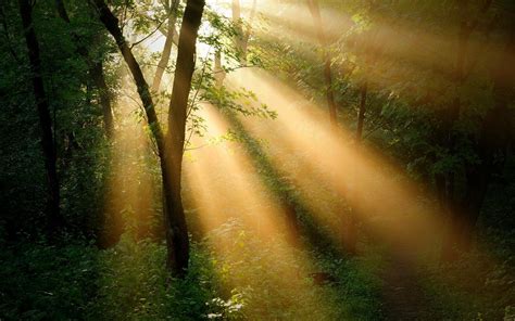 Sun Rays Through Forest Trees Wallpapers - Wallpaper Cave