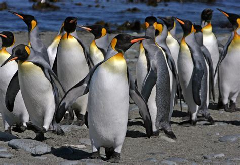 As climate change worsens, king penguins will need to move - or they’ll ...