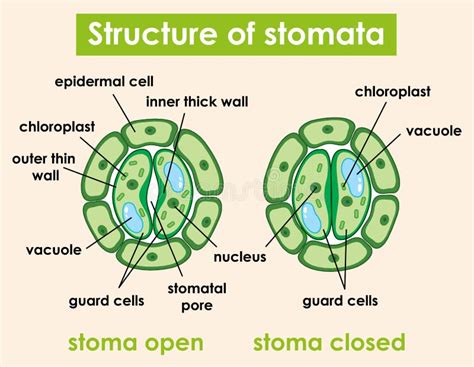 Diagram Showing Structure of Stomata Stock Vector - Illustration of ...