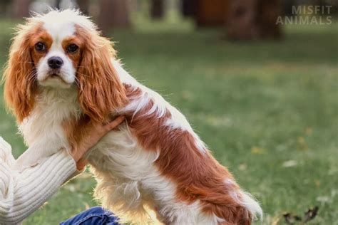 Cavalier King Charles Spaniel Grooming: 5 Essential Steps