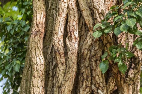 Cedar Tree Bark - Tree Trunk Stock Image - Image of cortex, pine: 210826251