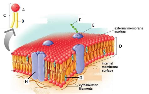 Cell Membrane Structure Diagram | Quizlet