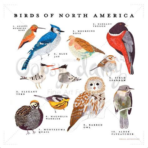 Feenixx Publishing Backyard Birds Of North America Poster, 24 X 36 ...