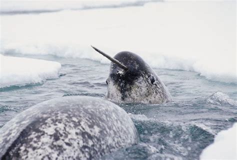 The Narwhal: A Captivating and Mysterious Arctic Creature - Making ...