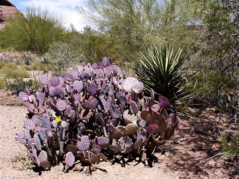 Cactus Plant Desert - Free photo on Pixabay - Pixabay