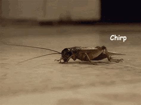 Silence Crickets GIF - Silence Crickets Quiet - Discover & Share GIFs