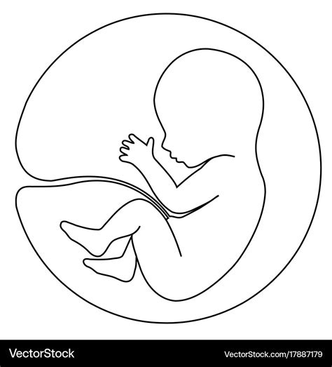 Baby in womb Royalty Free Vector Image - VectorStock