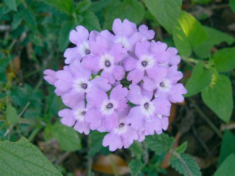 Australian Verbenaceae