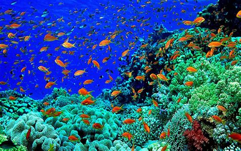 🔥 [50+] Beautiful Underwater Wallpapers | WallpaperSafari