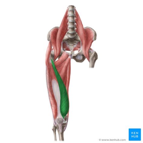 Vastus Medialis - Physiopedia