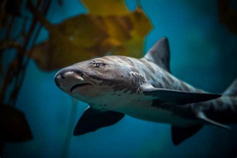 Rockfish | Monterey Bay Aquarium