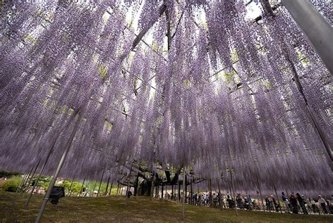 This 144-Year-Old Wisteria Is The Largest Of Its Kind In Japan | DeMilked