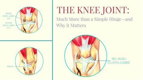 The Knee Joint: Much More than a Simple Hinge—and Why it Matters in ...